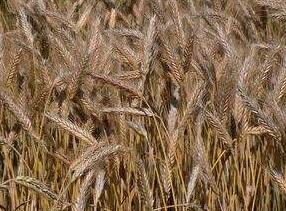 牧原草业-小黑麦